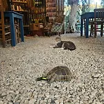Ruina Glamping Κάμπινγκ